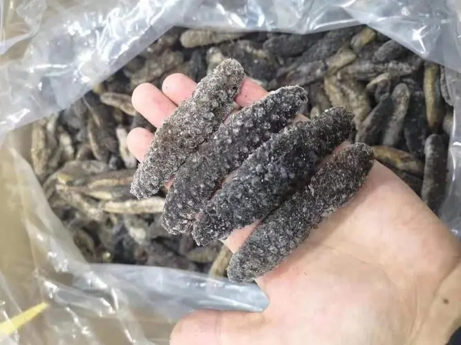 烟台海参